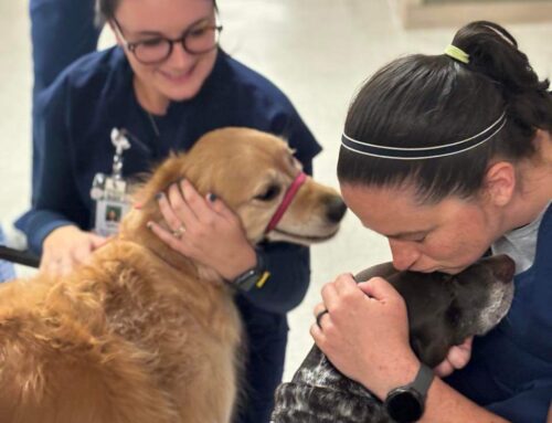 SD Gunner Fund Brings Smiles to Local Nurses with Therapy Dog Visits During National Nurses Week