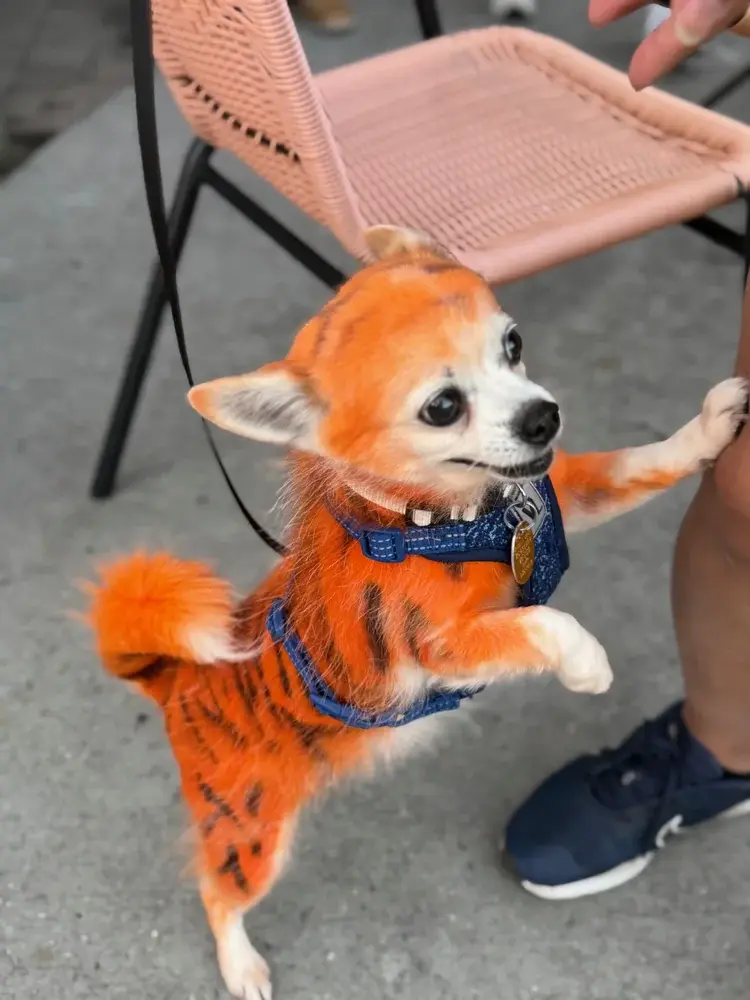 Howl-O-Ween Yappy Hour 2026 at Fish Tales, Richmond Hill Howl-O-Ween Yappy Hour 2026 at Fish Tales, Richmond Hill