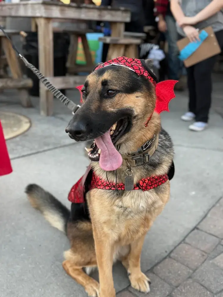 Howl-O-Ween Yappy Hour 2026 at Fish Tales, Richmond Hill Howl-O-Ween Yappy Hour 2026 at Fish Tales, Richmond Hill